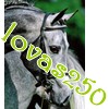 lovas250