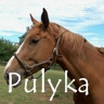 Pulyka