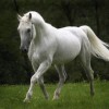 Lipicenelany
